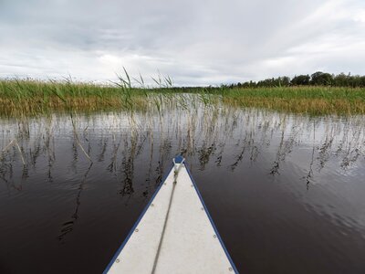 Reed landscape water