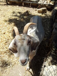 White animal