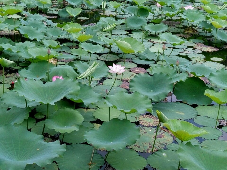 Lotus pond green
