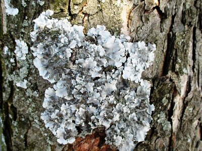 Tribe bark wood