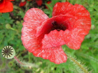 Flower papaver rhoeas photo