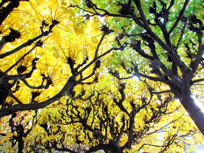 October bright forest