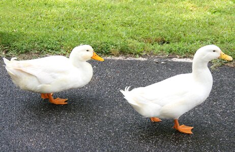 Animals bird white
