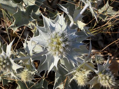 Plant prickly dune plant
