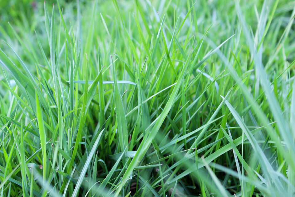 Pasture nature rush