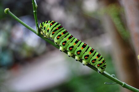 Insect caterpillar bug photo