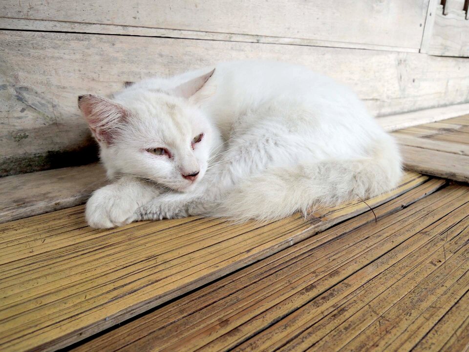 Cat white stray cat