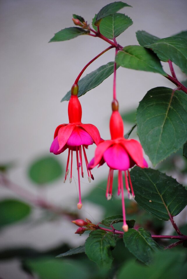 Flower ornamental plant red