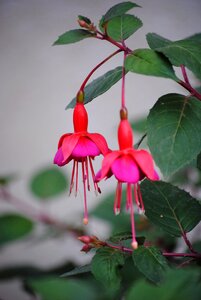 Flower ornamental plant red