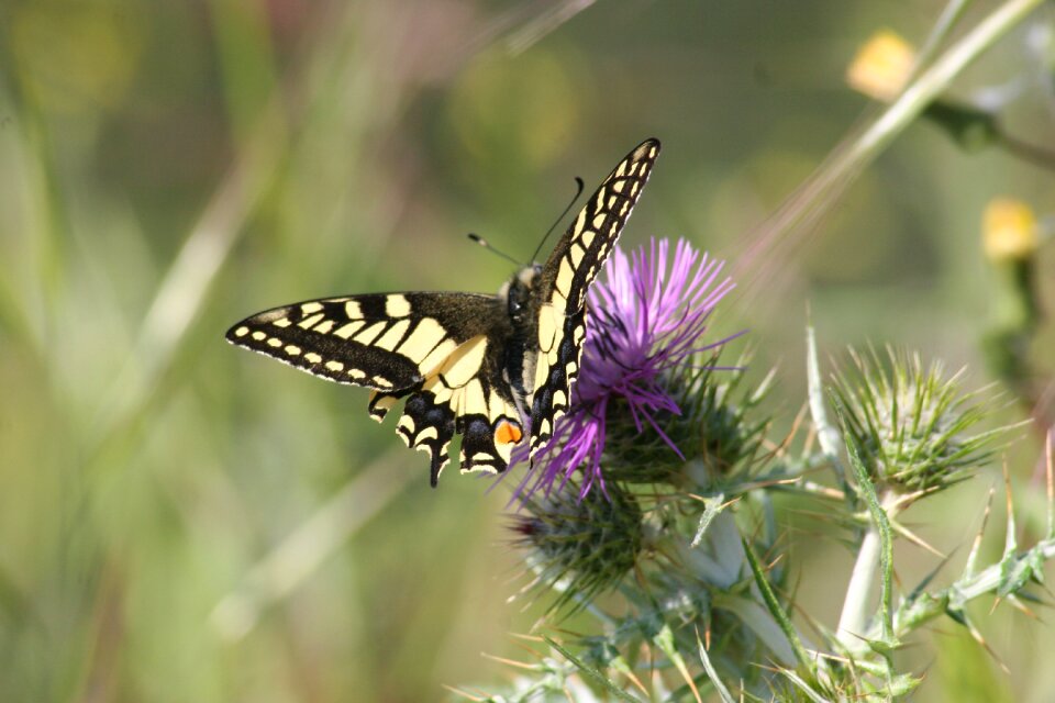 Flower thistle nature