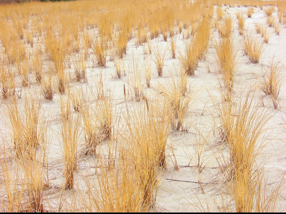Yellow white grasses