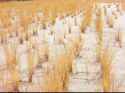 Yellow white grasses
