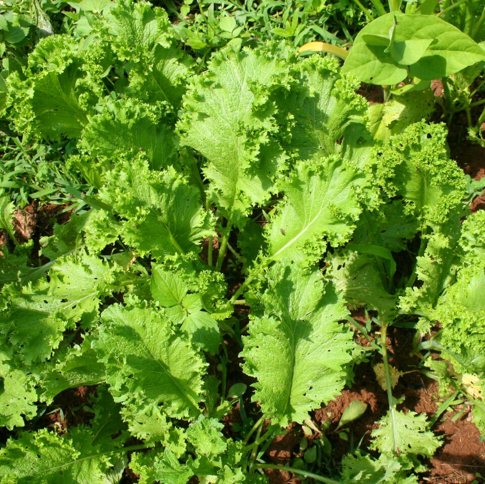 Green garden vegetable