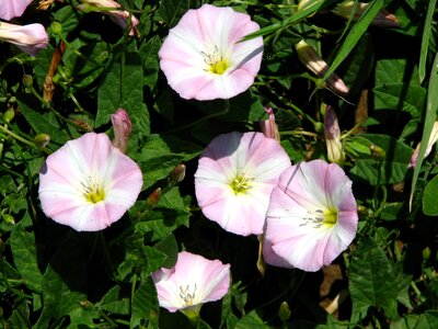 Pink white wind greenhouse