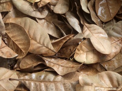 Dry leaf tree
