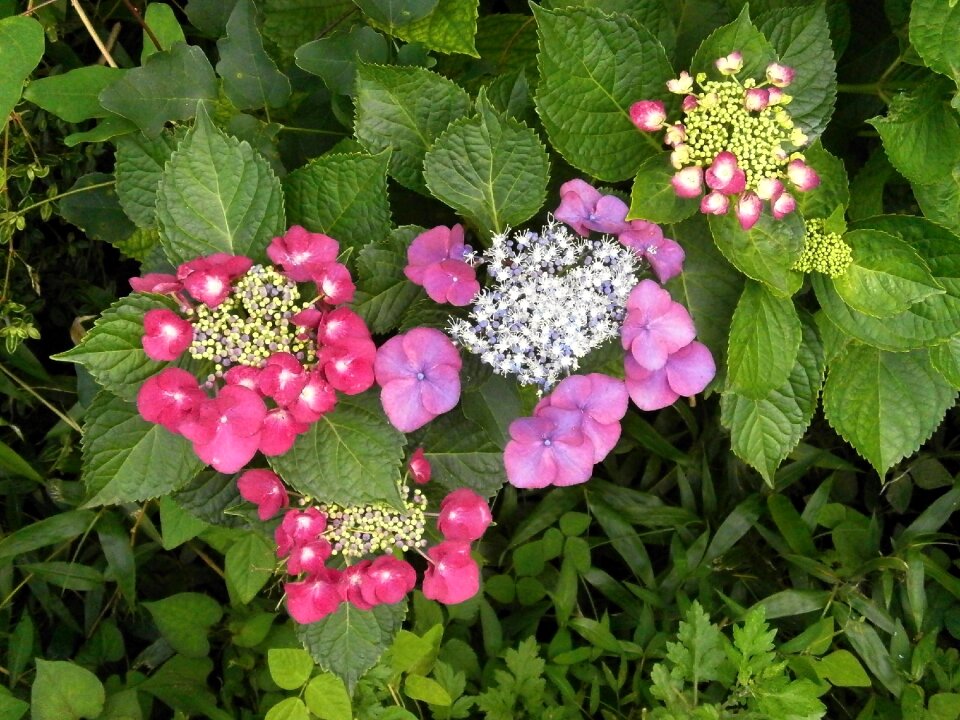 Hydrangea purple flowers red flowers