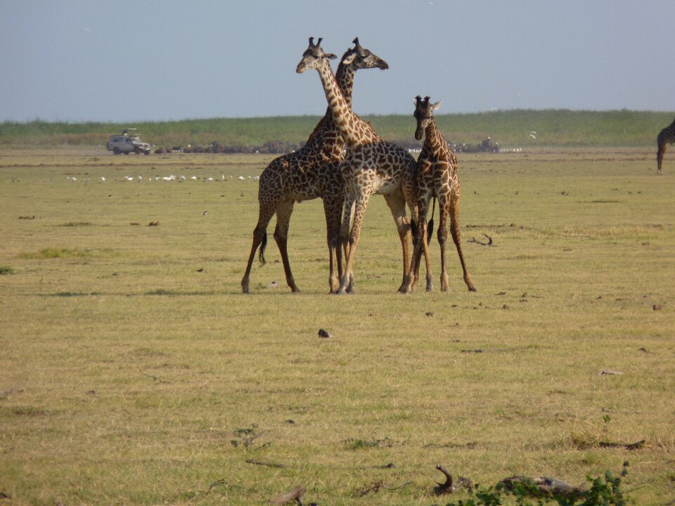 Africa safari national park