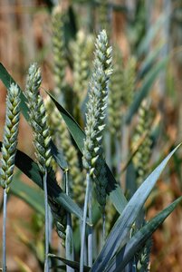 Spike wheat field cornfield