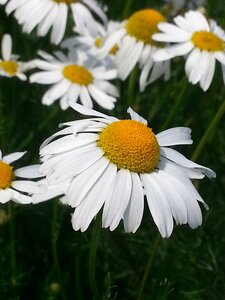 Nature summer wild flowers
