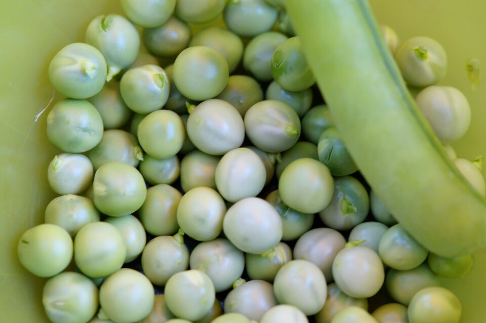 Shelling shelling peas food