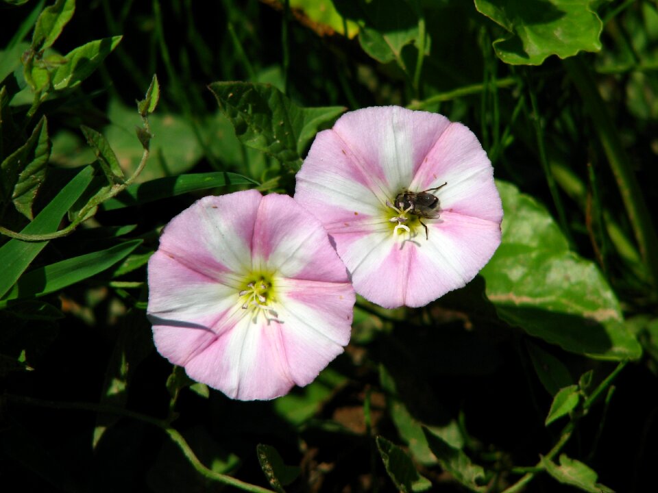 Pink white wind greenhouse