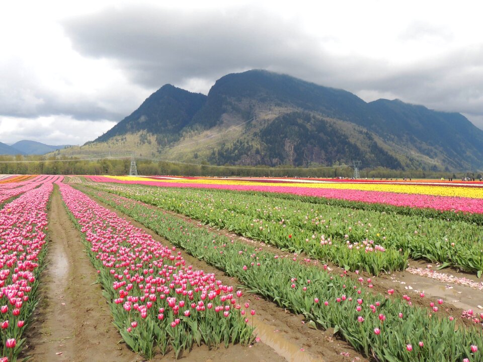 Tulip garden open country