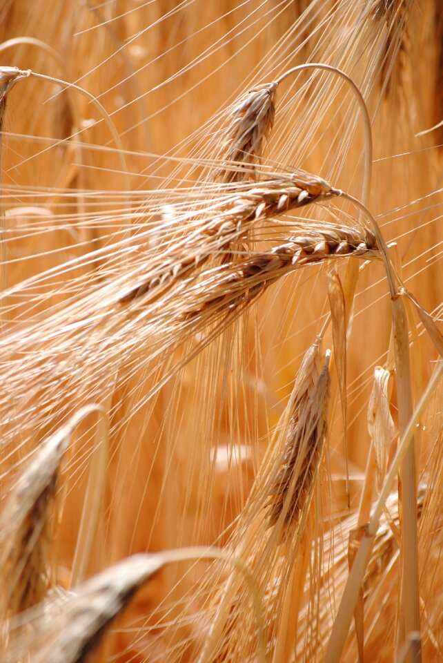 Halm barley field ear