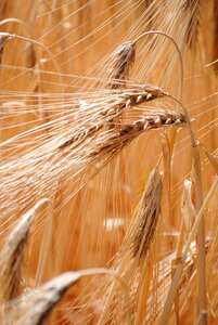 Halm barley field ear