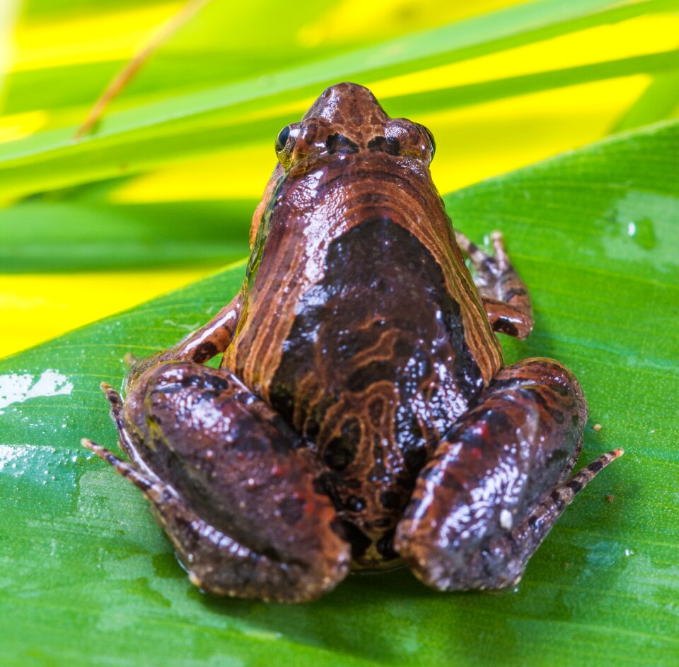 Anuran frog amphibians