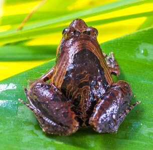 Anuran frog amphibians