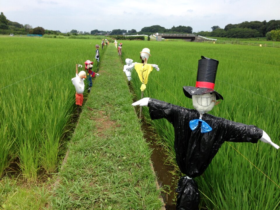 Rice field green rice
