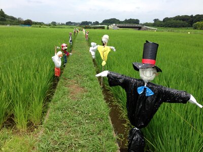 Rice field green rice