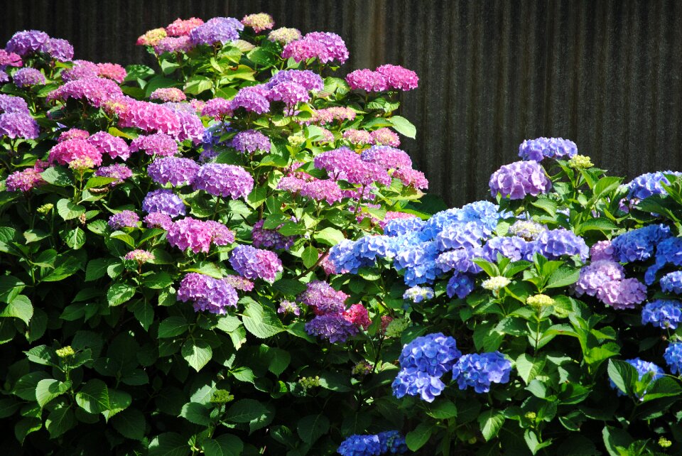 Flowers purple blue