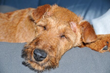 Pet animal portrait photo