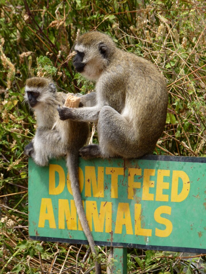 Feed sit safari