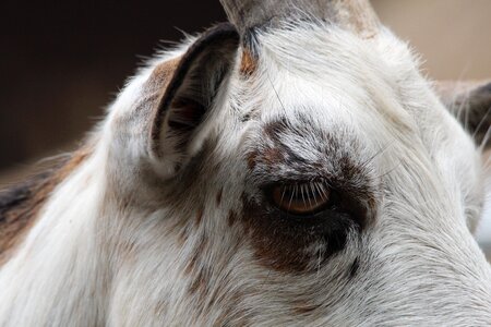 Animal close up animals