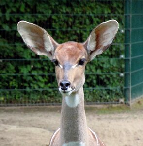 Wild animal kudu tragelaphus inberbis