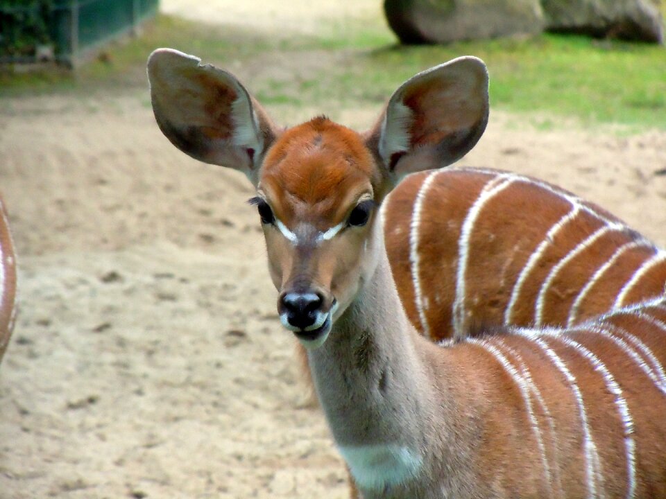 Small kudu kudu tragelaphus inberbis
