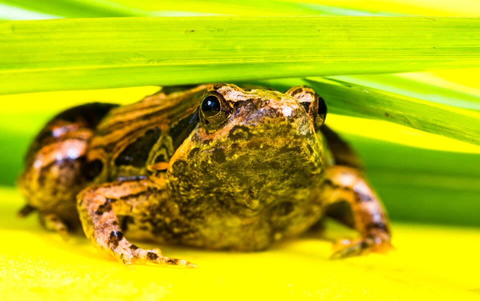 Anuran frog amphibians
