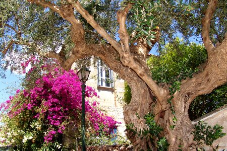 Kardamili mediterranean old tree