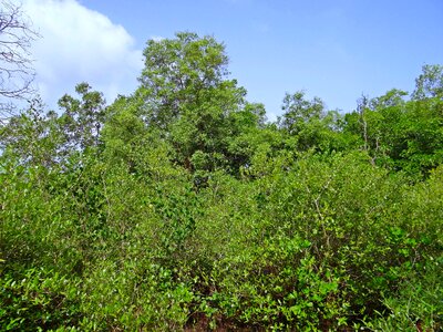 Goa india