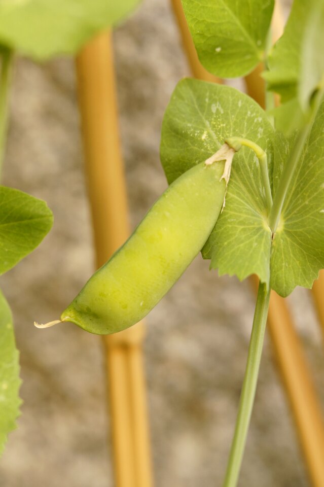 Grow vegetables green