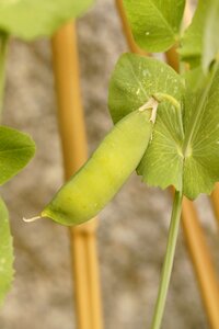 Grow vegetables green photo