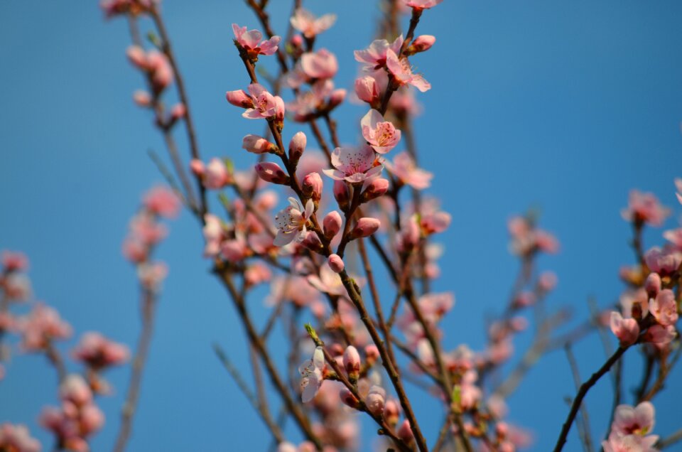 Peach flowers spring pink