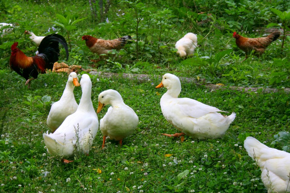 Farm animals rural