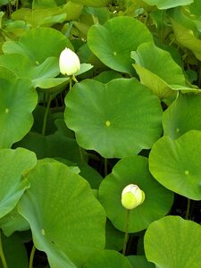 Bud aquatic plant pond