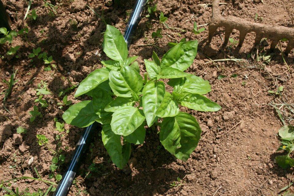 Dirt rural green