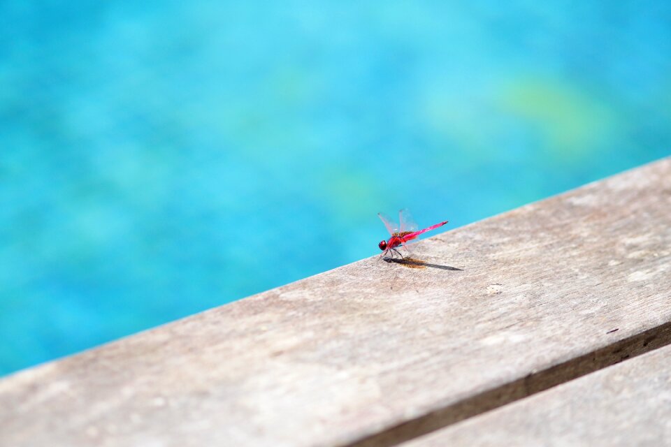 Water animal summer