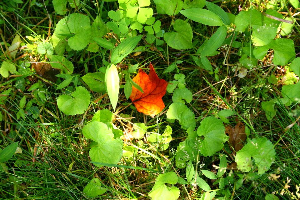 Green nature grass