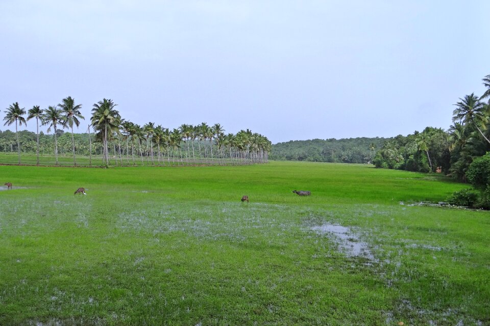 Coconut groves goa india